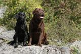 LABRADOR 103